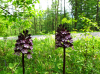 Orchis purpurea